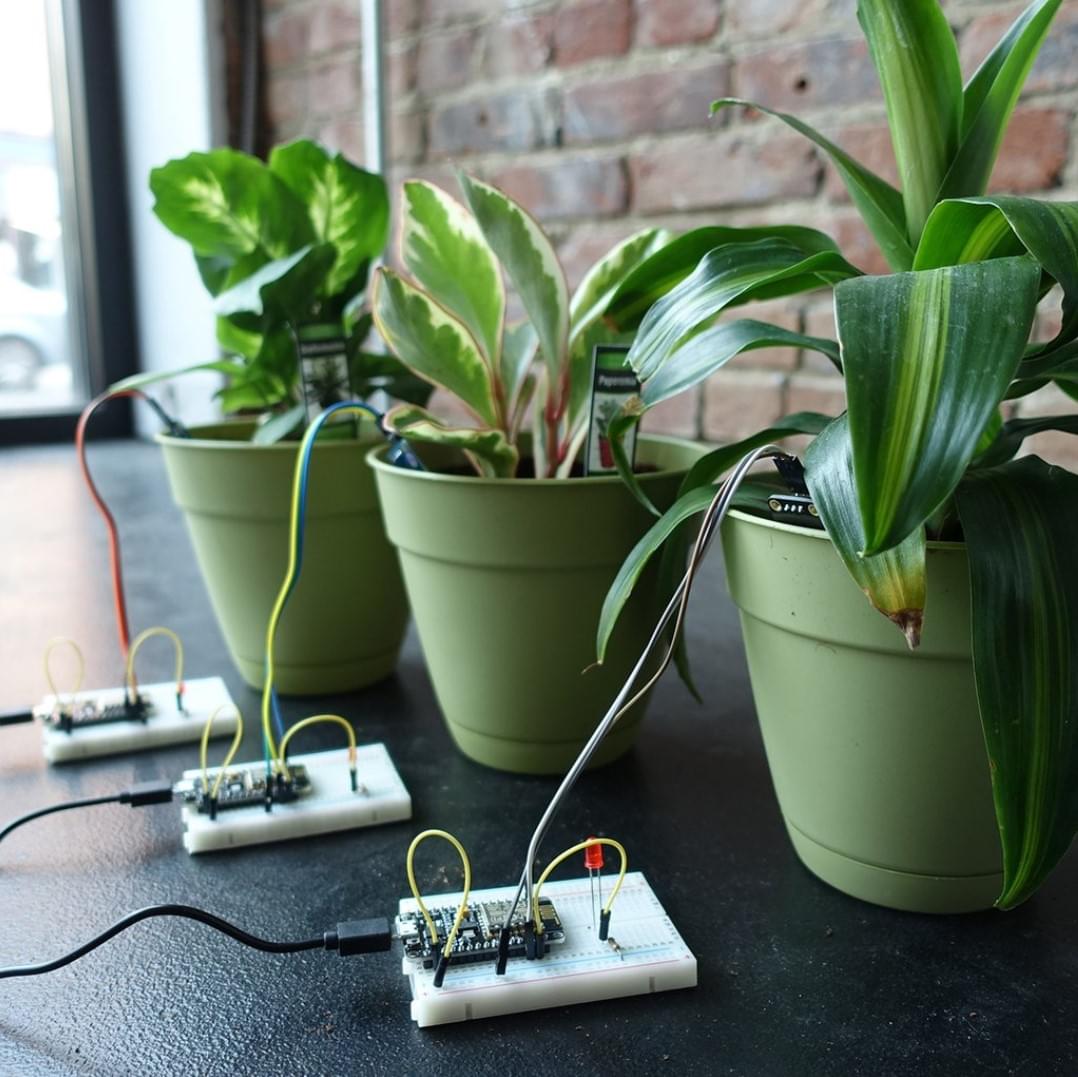 plant health model